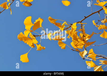 Ginkgo-Baum Blätter im Herbst über blauen Himmel Stockfoto