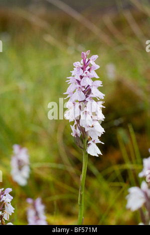 Heide gesichtet Orchidee, Dactylorhiza Maculata, Schottisches Hochland Stockfoto