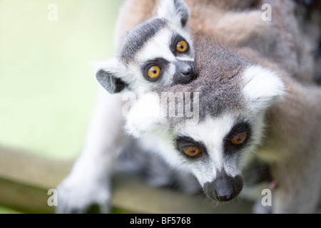 Kattas (Lemur Catta). Mutter mit Baby. Heimisch in Madagascar. Stockfoto