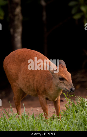 Roter Wald Duiker (Cephalophus Natalensis) am Rande von einem Mangrovensumpf. Stockfoto