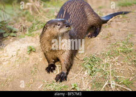 American River Fischotter (Lontra canadensis). Stockfoto