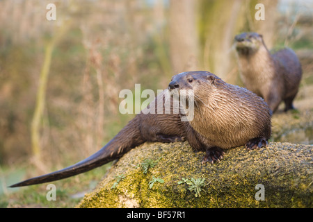 Amerikanische Fischotter (Lontra canadensis). langer Schwanz, oder Ruder. Wenn an Land als Gegengewicht, wenn sie in Wasser, ​ Lenkung Unterstützung für den Körper und Schwimmhäuten verwendet. Stockfoto