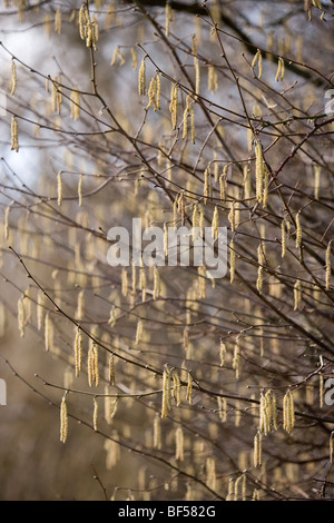 Hasel (Corylus Avellana). Kätzchen; männliche und weibliche Blüten. Stockfoto