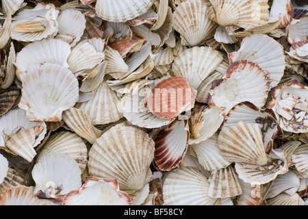 Jakobsmuscheln (Pecten sp.) Leere Hüllen aus geernteten Muscheln. Islay. NW-Schottland. Stockfoto