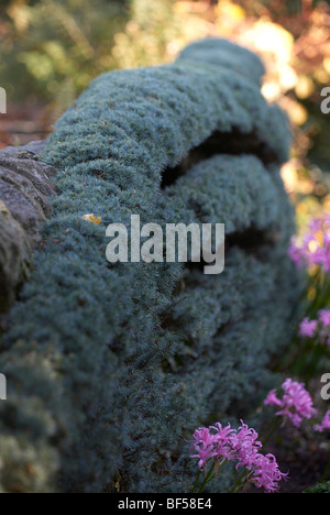 Blaue Atlas-Zeder weinend entlang einer Steinmauer im Garten der Adel in der Nähe von Leeds UK ausgebildet Stockfoto