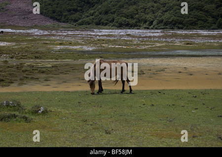Ein Pferd von einem Fluss und Moräne in der Nähe von Kyanjin Gompa, in der Langtang-Tal, Nepal - eine beliebte Trekkingroute im Himalaya. Stockfoto