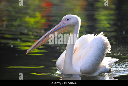 Weißer Pelikan (Pelecanus Onocrotalus), Baden im Teich Stockfoto