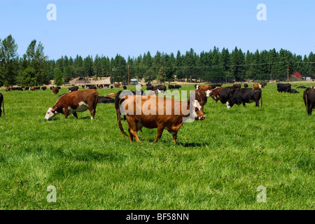 Black Baldie, Hereford und Black Angus Rinder grasen auf einer grünen Weide auf eine Bio-Rinder-Ranch / McArthur, Kalifornien. Stockfoto