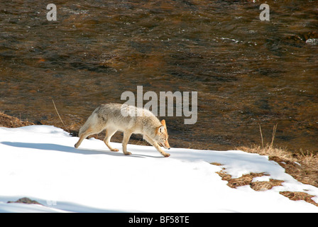 Coyote Spaziergänge durch Wald im Winter. Yellowstone NP. Stockfoto