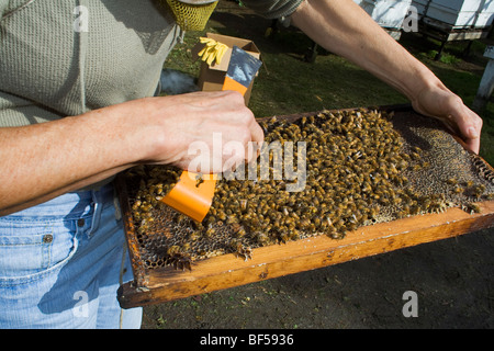 Ein Forscher inspiziert Honig Biene (Apis Mellinera) Nesselsucht bestimmen die Gesundheit aus dem Bienenstock / Orland, Kalifornien, USA. Stockfoto