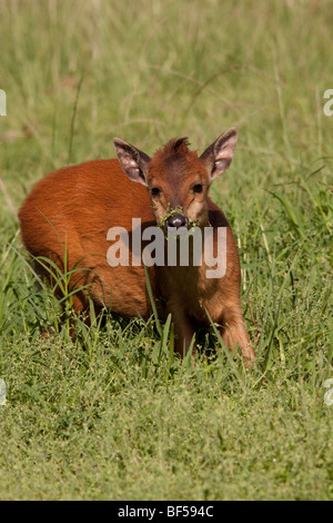 Roter Wald Duiker (Cephalophus Natalensis) am Rande von einem Mangrovensumpf. Stockfoto