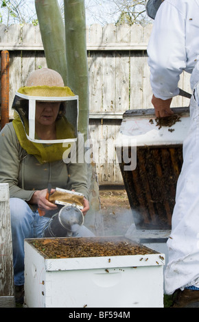 Forscher untersuchen Honig Biene (Apis Mellinera) Nesselsucht bestimmen die Gesundheit aus dem Bienenstock / Orland, Kalifornien, USA. Stockfoto