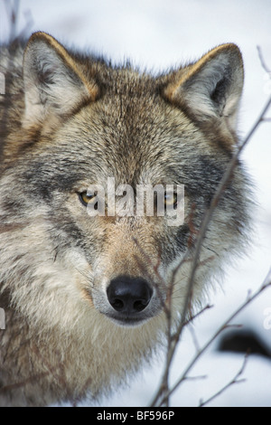 Europäischer Wolf (Canis Lupus) im Winter, Skandinavien, Europa Stockfoto