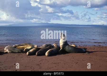 Kalifornische Seelöwen (Zalophus Californianus Wollebaeki), Galapagos, Ecuador, Südamerika Stockfoto