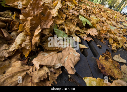 Herbstblätter fallen auf eine Straße für doppelte gelbe Linien und blockieren von Dachrinnen und Sturm entwässert als mögliche Ursache für Hochwasser Stockfoto