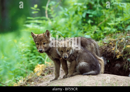 Wolf (Canis Lupus) Welpen an Den, Nordamerika Stockfoto