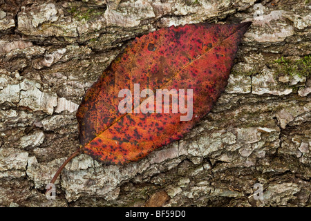 Herbst Blatt auf Baumrinde Stockfoto