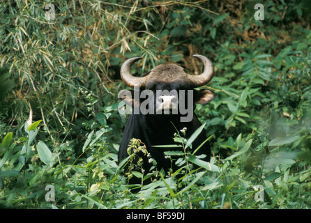 Gaur (Bos Gaurus), Männlich, Nilgiri Berge, Western Ghats, Südindien, Indien, Asien Stockfoto