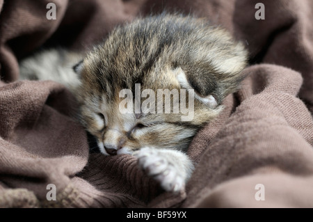 Kätzchen, Europäisch Kurzhaar-Katze Stockfoto