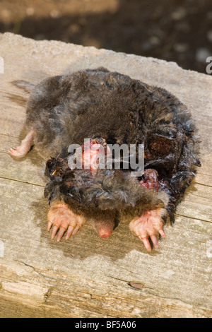 Maulwurf (Talpa europaea). Getötet von Waldkauz (Strix aluco) Gefunden unter aktiven, besetzten Nest im Wald. Vermied. Abgelehnt. Norfolk. UK. Stockfoto