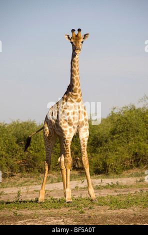 Giraffe (Giraffa Plancius), Chobe Nationalpark, Botswana, Afrika Stockfoto