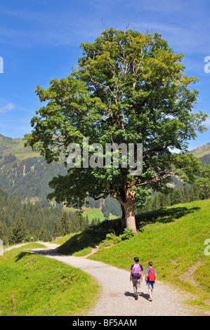 Wandern auf dem Panoramaweg in Baergunttal Tal, Kleinwalsertal, Walsertal, Vorarlberg, Allgäu-Alpen, Österreich, Eu Stockfoto