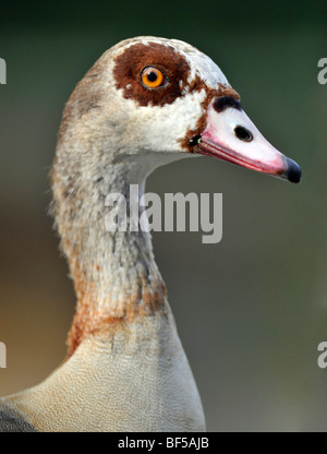 Nilgans (Alopochen Aegyptiacus) Stockfoto