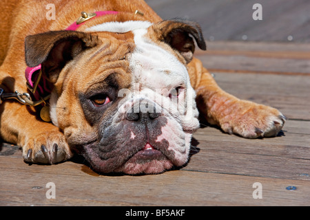 Französische Bulldogge, San Francisco, Kalifornien, USA, Amerika Stockfoto