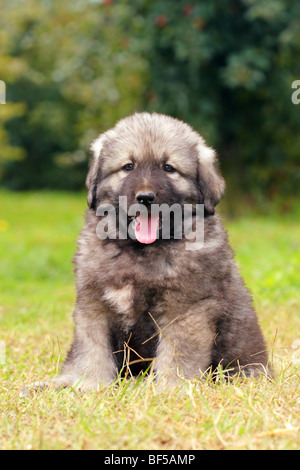 Sarplaninec - Shara-Berghund, mazedonische Schäferhund, paar Monate alt Stockfoto