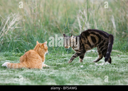 Zwei Hauskatzen (Felis Catus), wölbte ihren Rücken Stockfoto