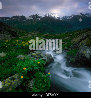 Alpenblumen am Ufer der Bergbach. Das Altai-Gebirge, Ost-Kasachstan Stockfoto