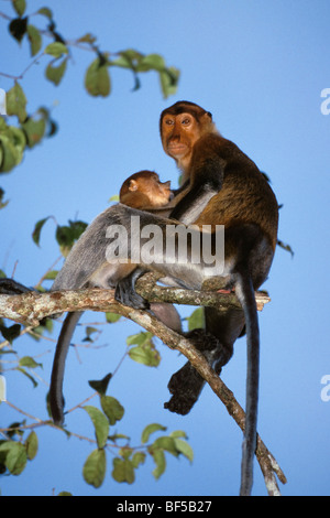Nasenaffen (Nasalis Larvatus), Mutter mit Baby, Pflege, Borneo Stockfoto