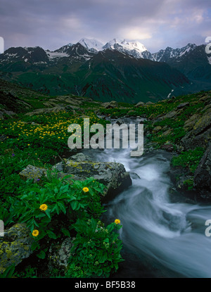 Alpenblumen am Ufer der Bergbach. Das Altai-Gebirge, Ost-Kasachstan Stockfoto