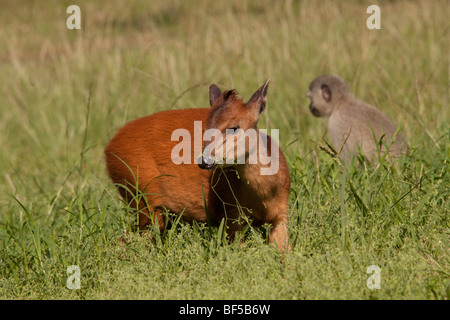 Roten Wald Duiker (Cephalophus Natalensis) mit Vervet Affe (Chlorocebus Pygerythrus). Stockfoto