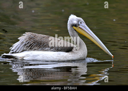 Krauskopfpelikan (Pelecanus Crispus) Stockfoto