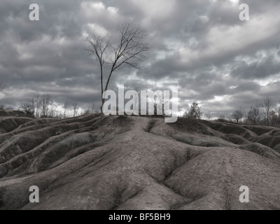 Blattlose Bäume im Cheltenham Badlands im Herbst. Ontario, Kanada. Stockfoto