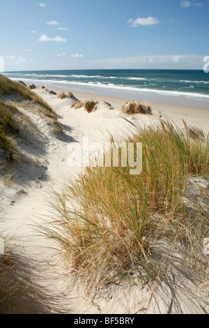 Dünengebieten Rasen am Strand in der Nähe von De Slufter Natur reserve, Texel, Holland, Niederlande, Europa Stockfoto