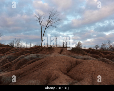 Blattlose Bäume im Cheltenham Badlands im Herbst. Ontario, Kanada. Stockfoto