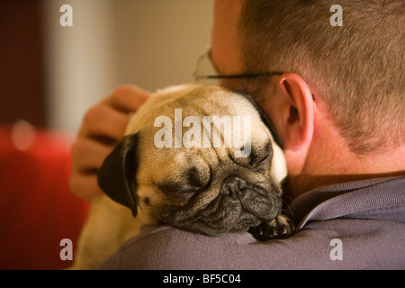 Ein Mops schläft auf seinem Besitzer Schulter Stockfoto