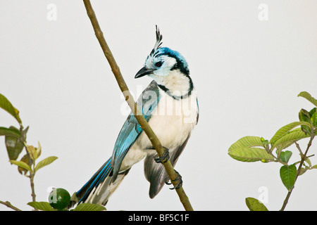 Weiße-throated Magpie Jay in Costa Rica. Stockfoto