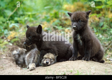 Wolf (Canis Lupus) Welpen an Den, Nordamerika Stockfoto