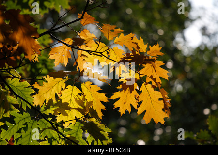 Eichenlaub (Quercus) im Herbst Stockfoto