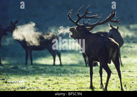 Rothirsch (Cervus Elaphus) röhrt, Deutschland, Europa Stockfoto
