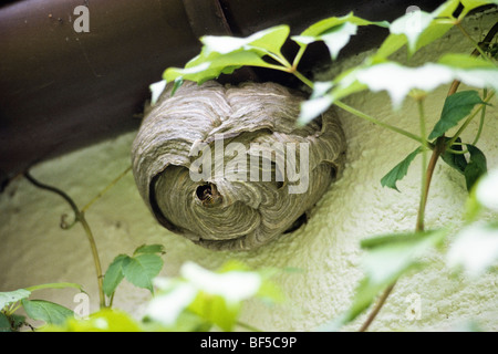 Wespen (Paravespula Vulgaris) am Nest, Deutschland, Europa Stockfoto