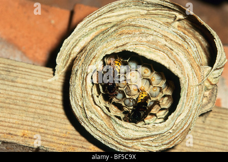 Hornissen (Vespa Crabro) am Nest mit Larven, Deutschland, Europa Stockfoto