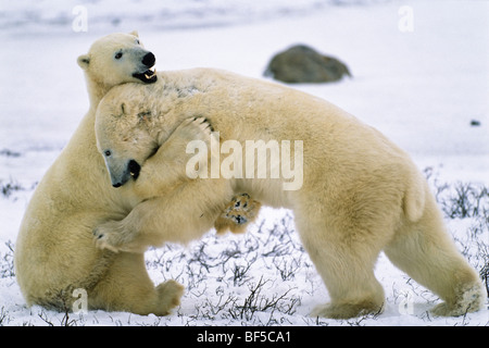 Eisbären (Ursus Maritimus) spielen, Knuddeln, Churchill, Kanada Stockfoto