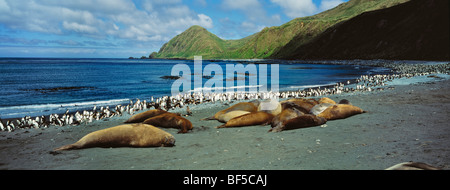 Südlichen See-Elefanten (Mirounga Leonina) und Royal Pinguine (Eudyptes Schlegeli), Macquarie Island, Australien, Sub-Antarktis Stockfoto