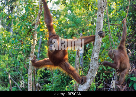 Junger Orang Utan (Pongo Pygmaeus) im Baum, Tanjung Puting Nationalpark, Borneo, Asien Stockfoto