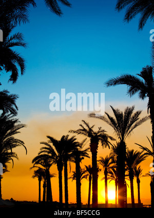 Die Silhouetten der Palmen auf schönen Sonnenuntergang Hintergrund Stockfoto