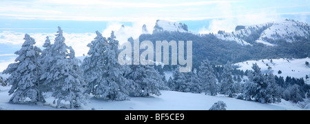 Winterlandschaft der Kiefern bedeckt mit Schnee in den Bergen von Crimea Stockfoto